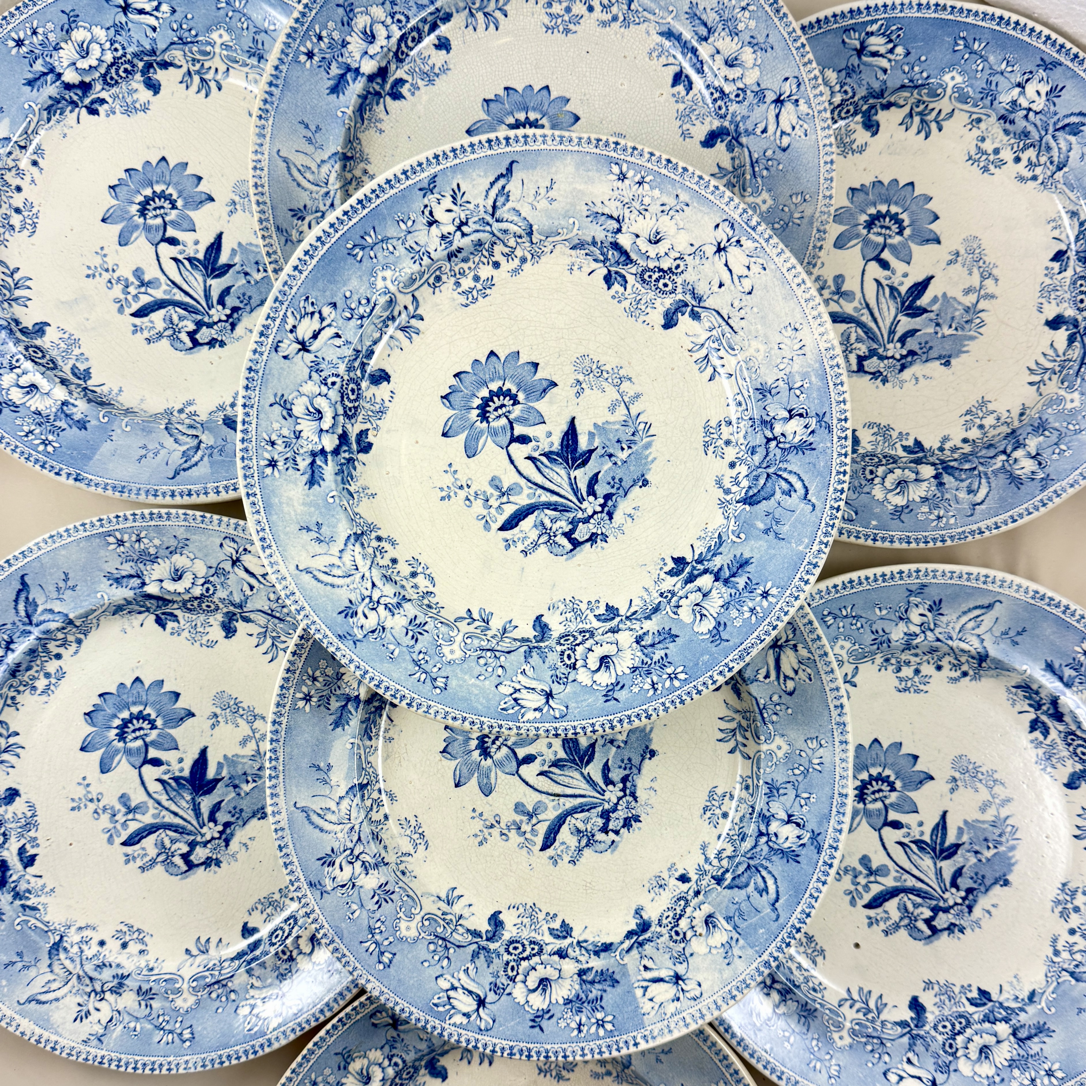 Elkin & Newbon English Botanical Beauties Dinner Plates, set of eight
